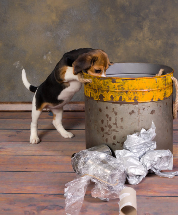 5-tips-for-keeping-pets-out-of-the-trash-arrowaste